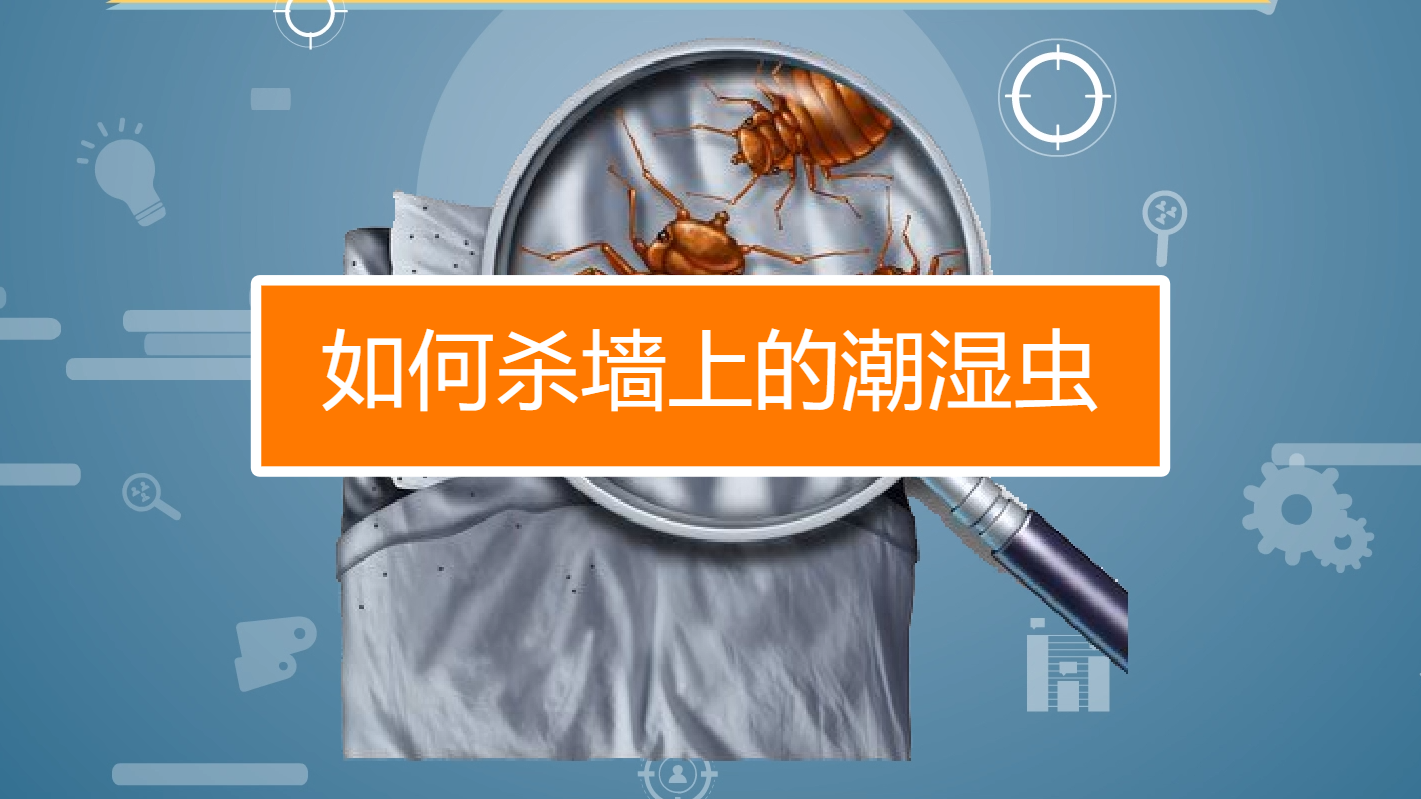 如何杀墙上的潮湿虫?