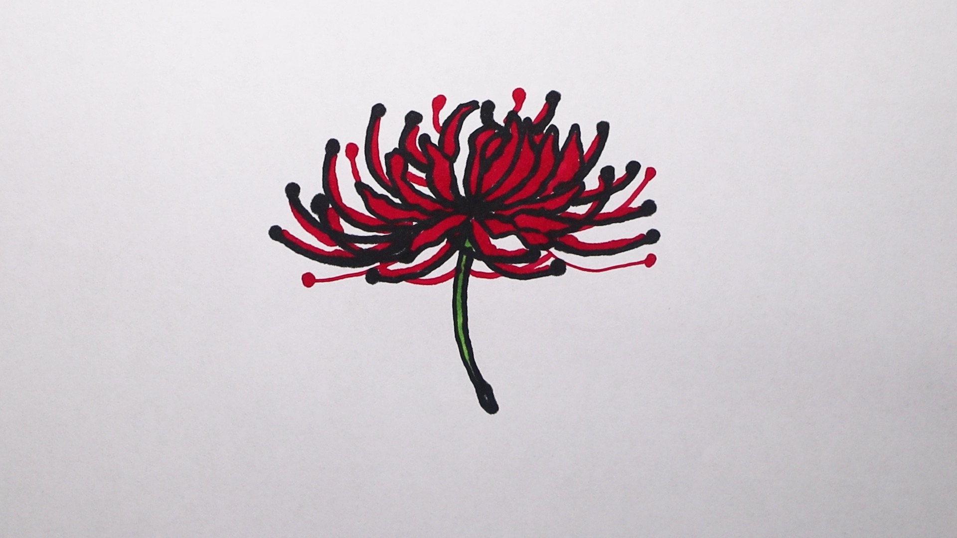 曼珠沙华怎样画?