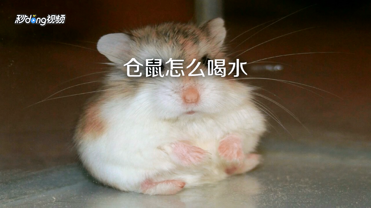 仓鼠怎么喝水