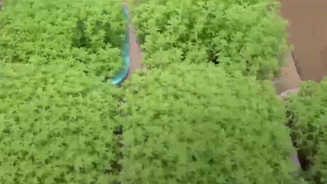 黄金草怎么养 百度经验
