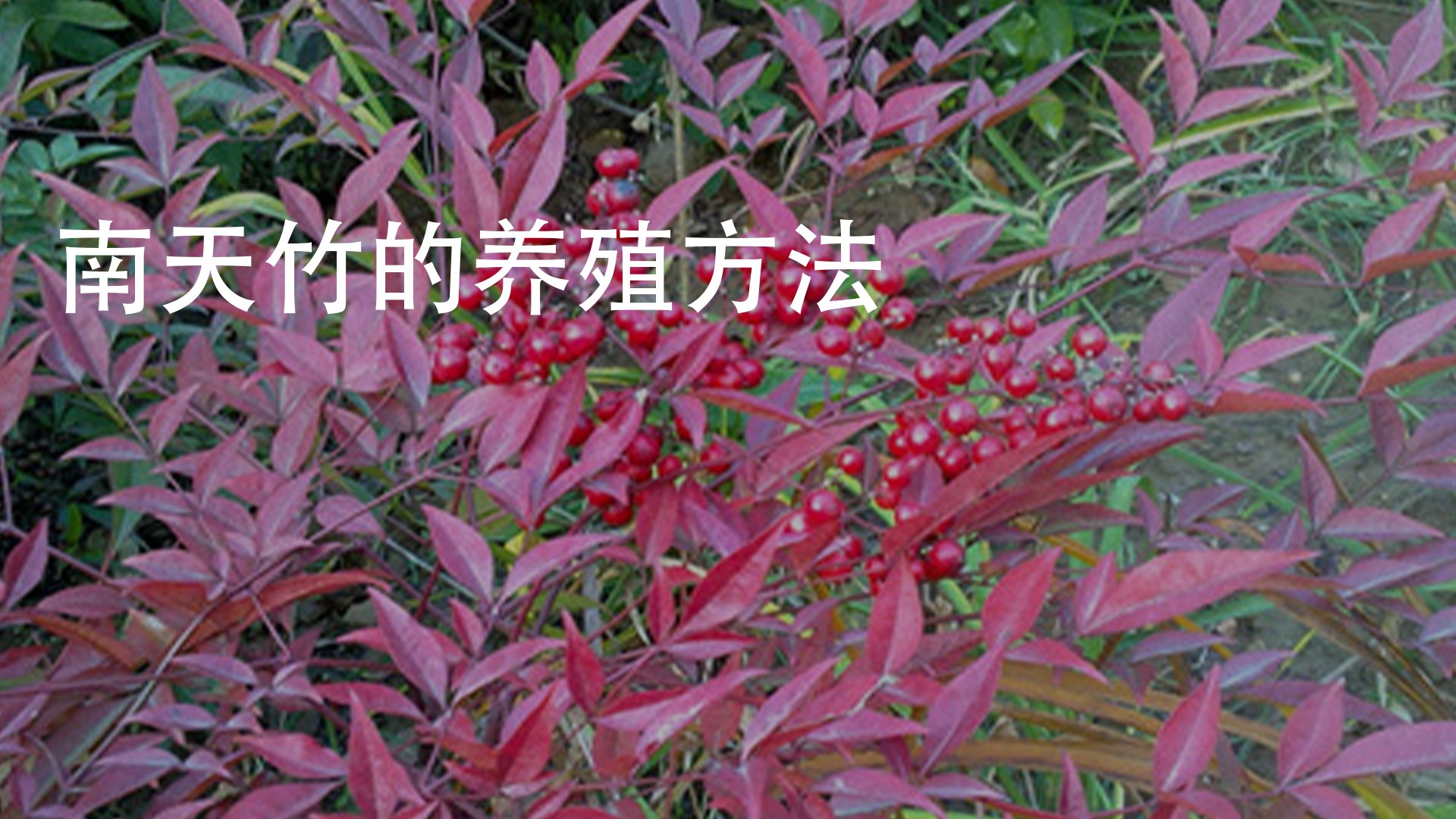 如何养殖南天竹?
