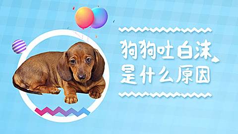 狗狗吐白沫怎么办 狗狗吐白沫是什么原因 百度经验 狗狗吐白沫怎么办 狗狗吐白沫是什么原因 百度经验