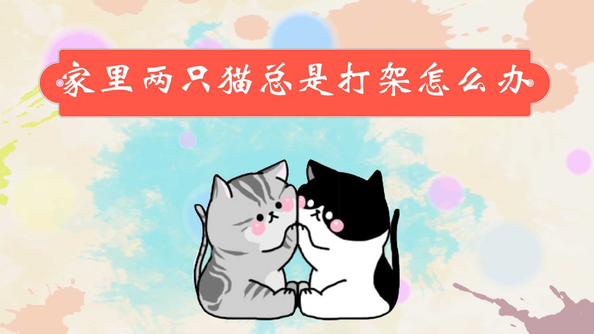 家里两只猫总是打架怎么办