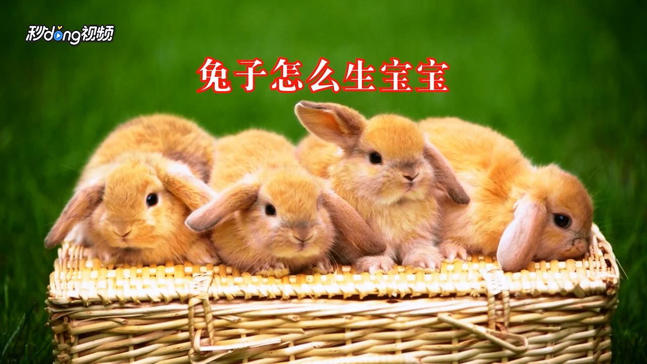兔子怎么生宝宝