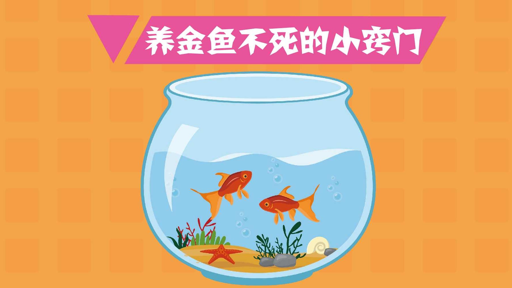 養金魚不死的小竅門是什麼