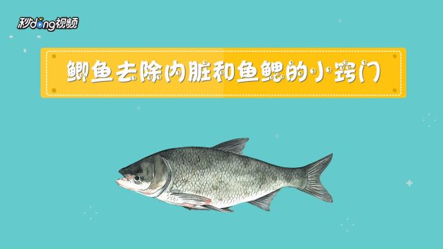 鲫鱼去除内脏和鱼鳃的小窍门 附两种吃法介绍 百度经验 鲫鱼去除内脏和鱼鳃的小窍门 附两种吃法介绍 百度经验