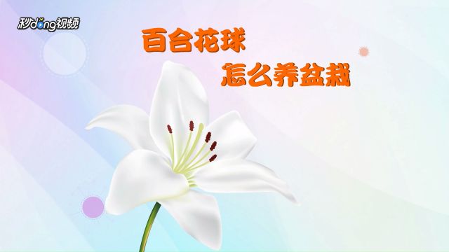 怎样养百合花 百度经验