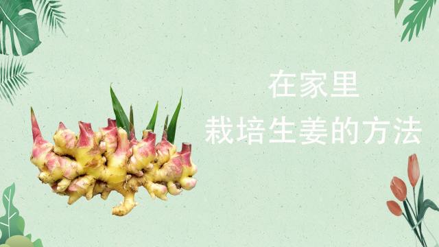 在家里怎么栽培生姜 百度经验