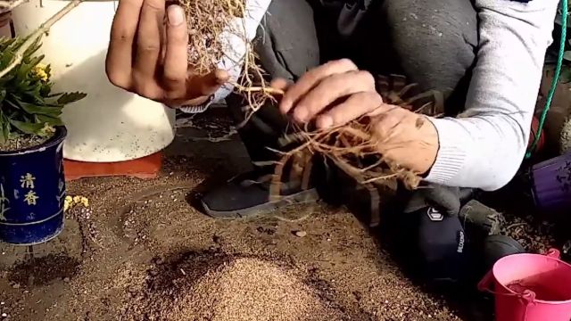 如何正确的给盆栽换盆换土 百度经验