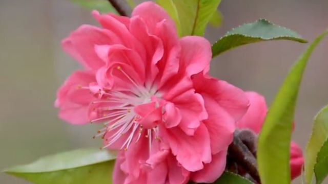 怎样区别桃花 杏花 梨花 樱花 梅花 李花 百度经验 怎样区别桃花 杏花 梨花 樱花 梅花 李花 百度经验