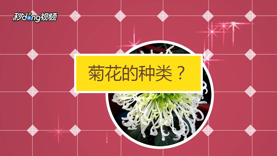 菊花的種類?