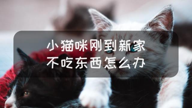 冬天养猫要注意什么问题 怎么给猫咪保暖 百度经验