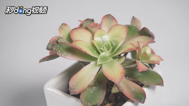法师多肉夏天掉叶子怎么办 百度经验 法师多肉夏天掉叶子怎么办 百度经验