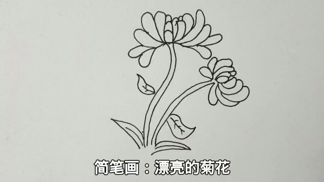 漂亮的菊花简笔画教程