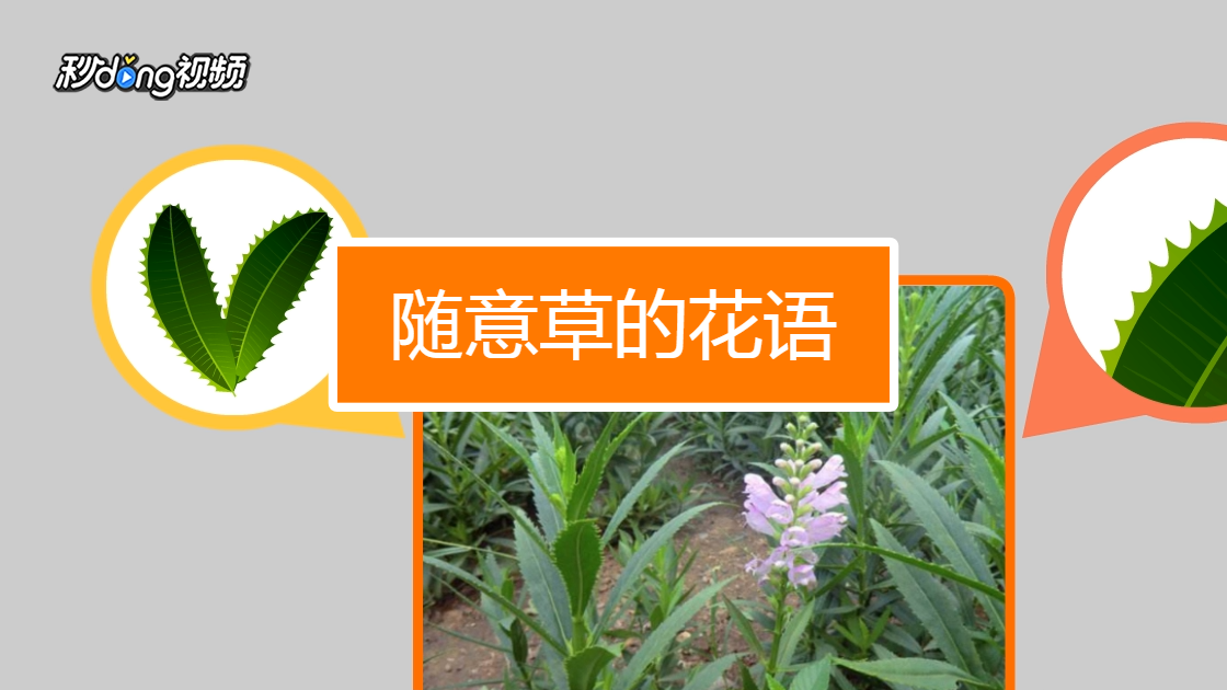 随意草的花语