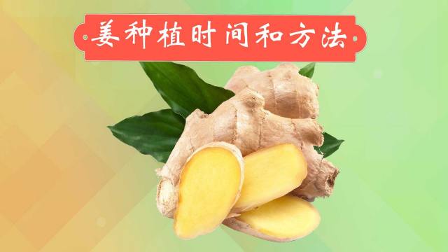 生姜的种植方法 百度经验 生姜的种植方法 百度经验