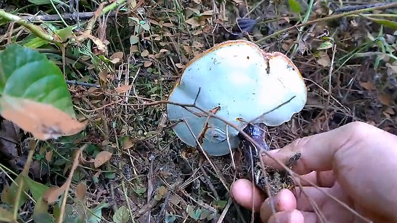 中灵参的功效及食用方法有什么