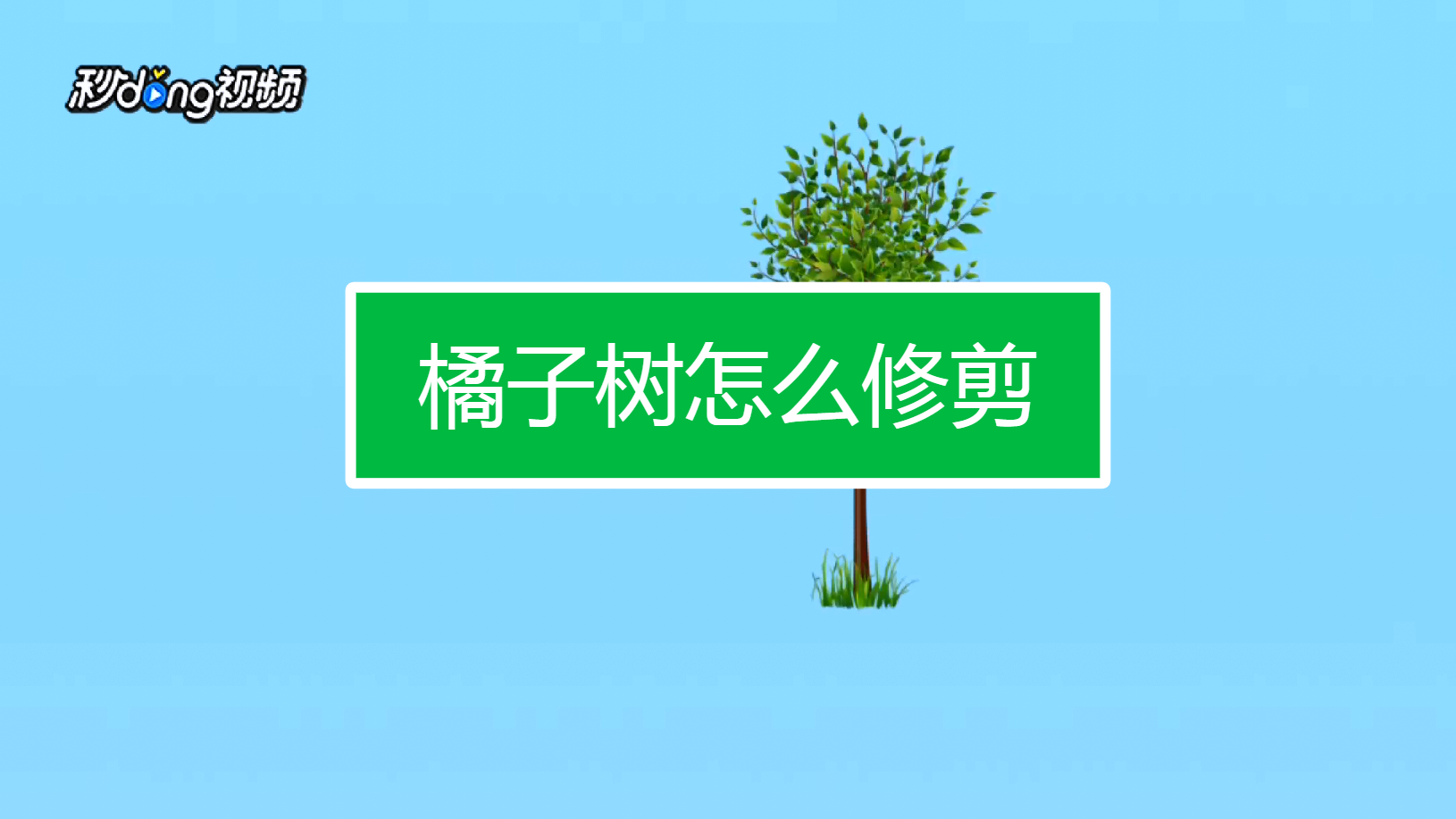 橘子树怎么修剪