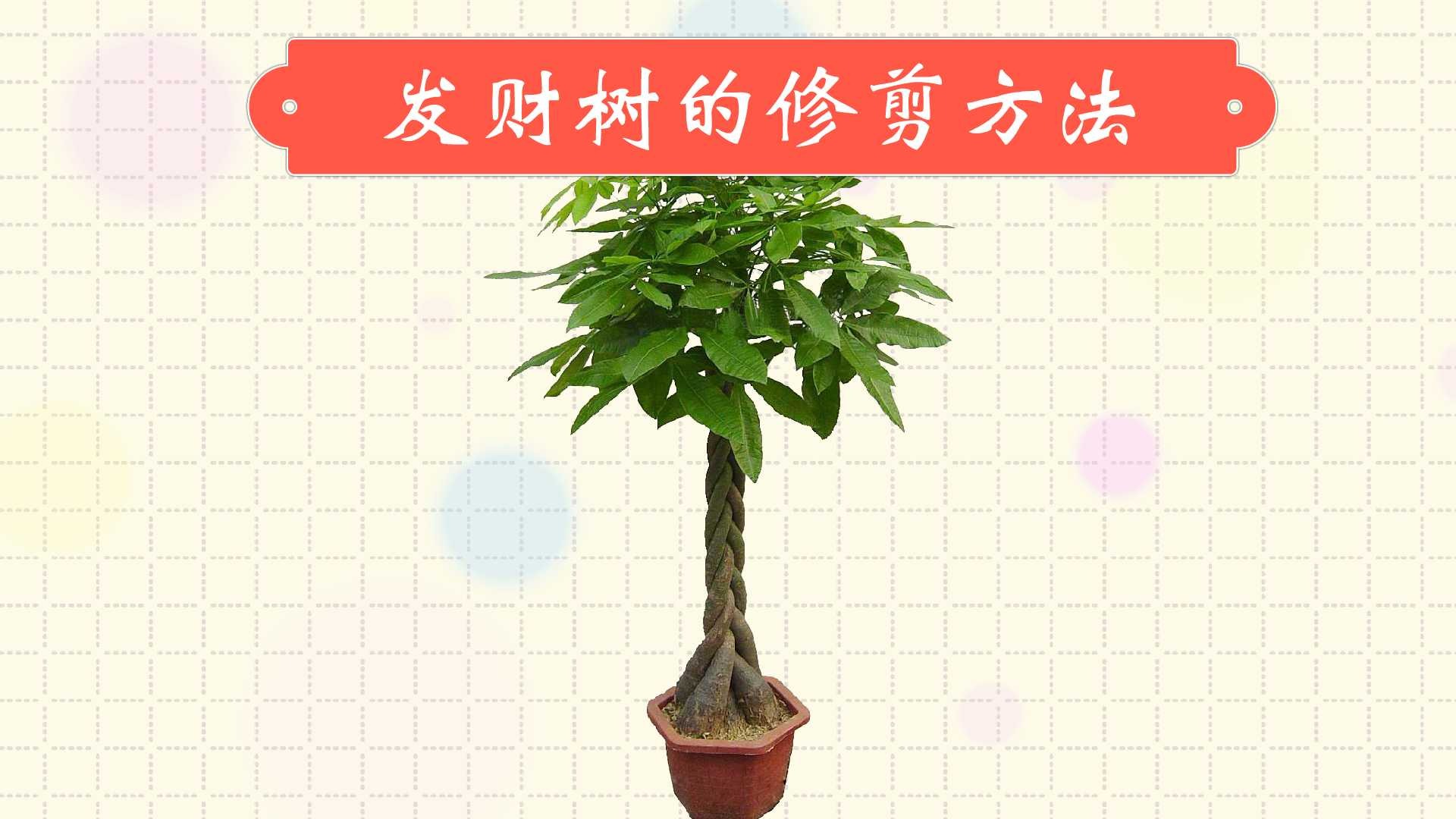 发财树怎么修剪
