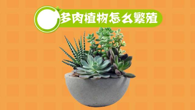 多肉植物 水培教程 百度经验