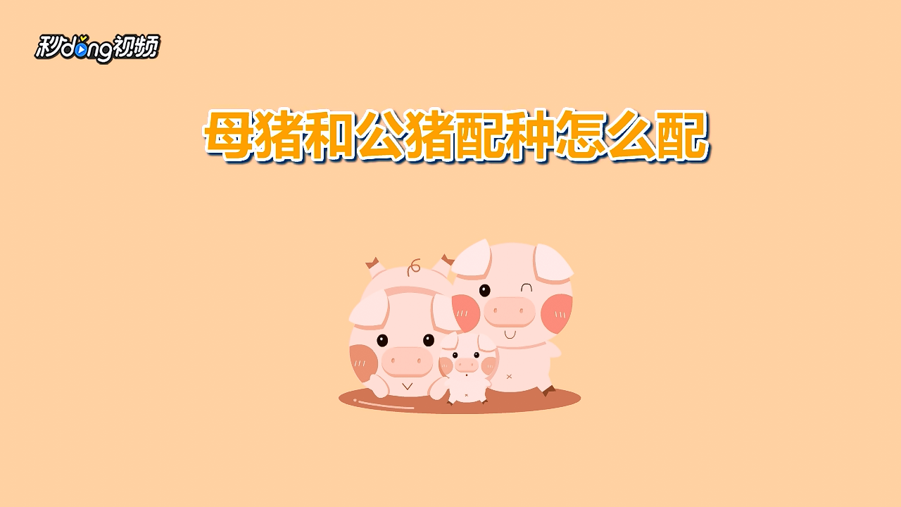 母猪和公猪配种攻略