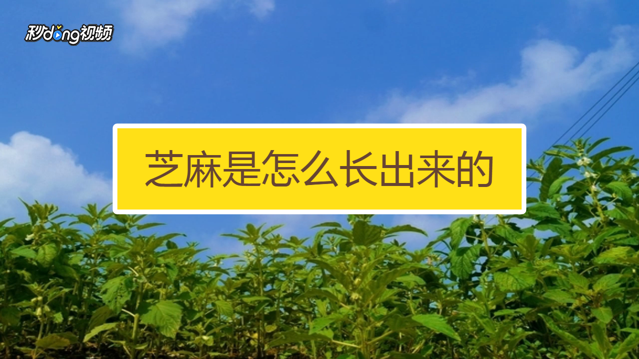 芝麻是怎么长出来的
