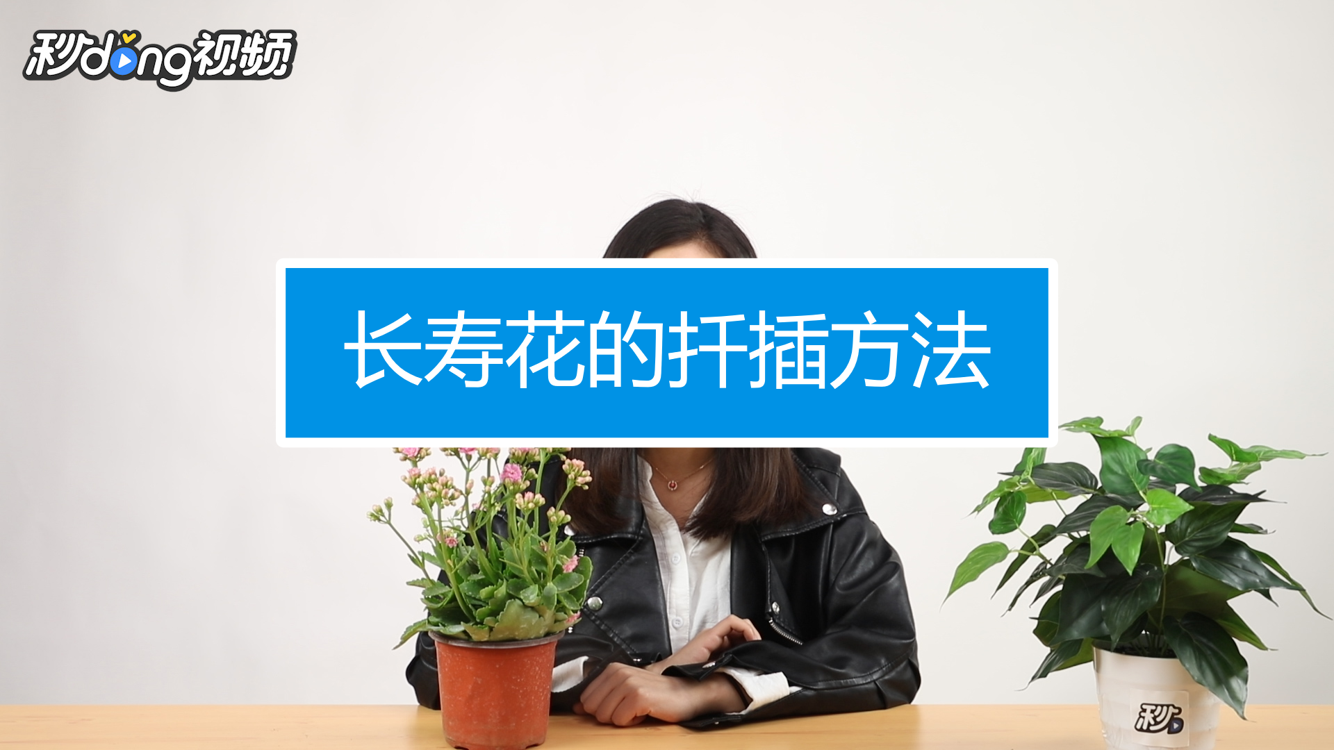 怎样扦插长寿花