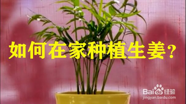 生姜的种植方法 百度经验 生姜的种植方法 百度经验