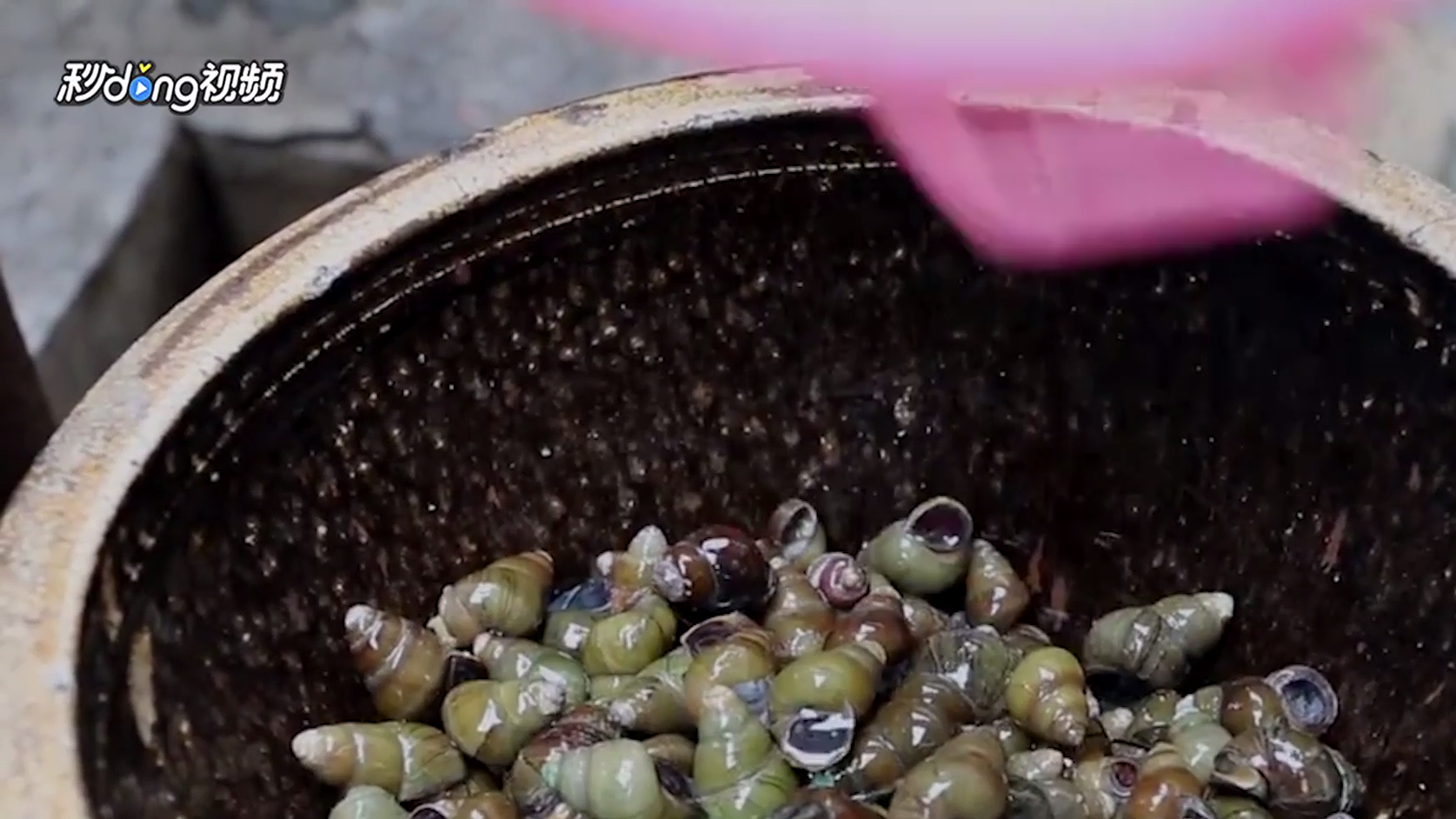 如何辨别石螺和田螺