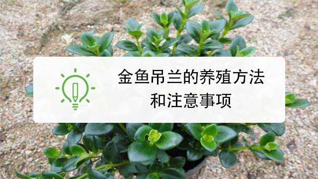金鱼吊兰如何养殖