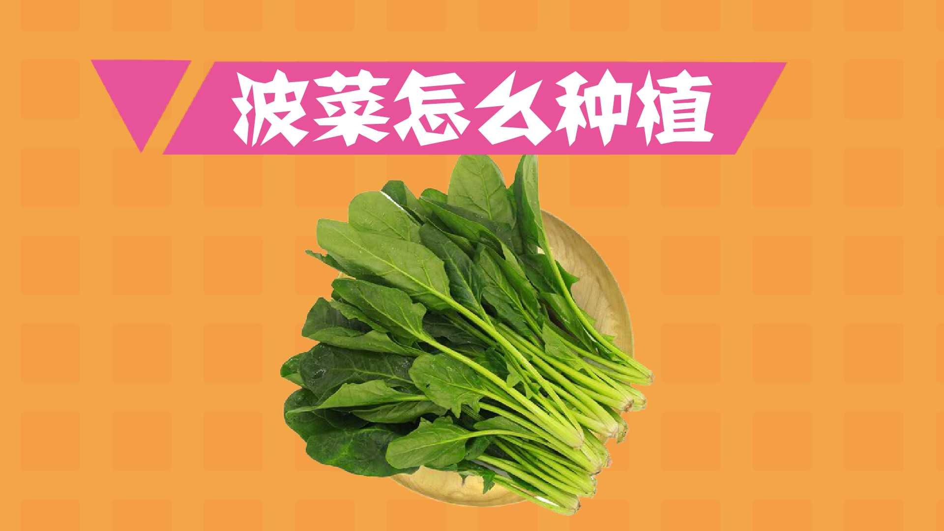 波菜怎么种植?