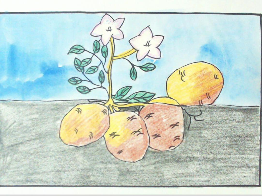 土豆种植简笔画图片
