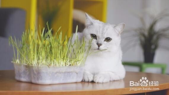 猫咪能吃多肉植物吗 百度经验