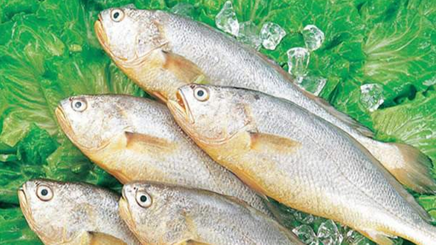 如何识别黄花鱼和黄姑鱼