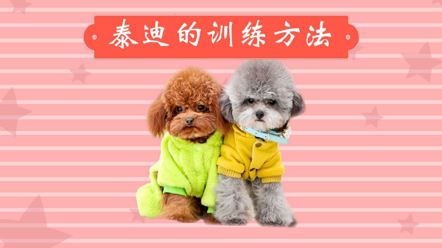 泰迪犬的训练方法