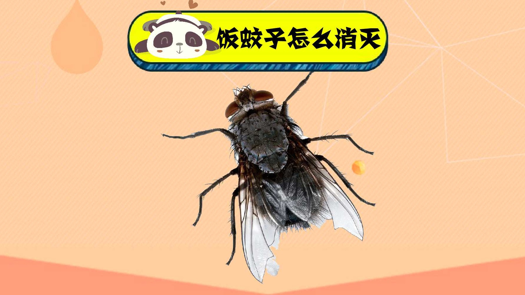 饭蚊子怎么消灭