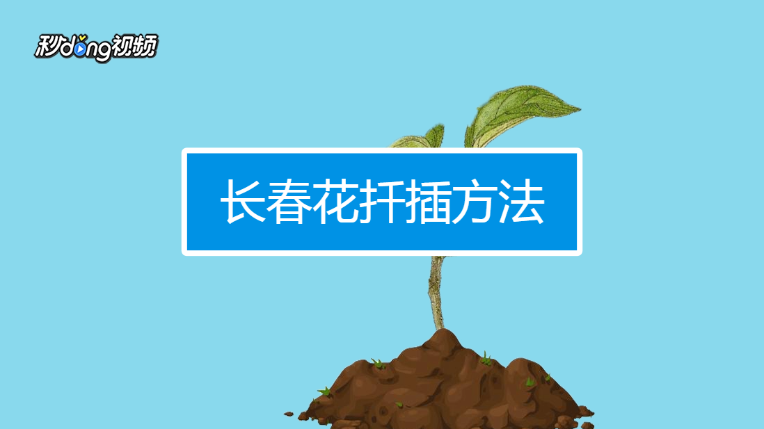 长春花扦插方法