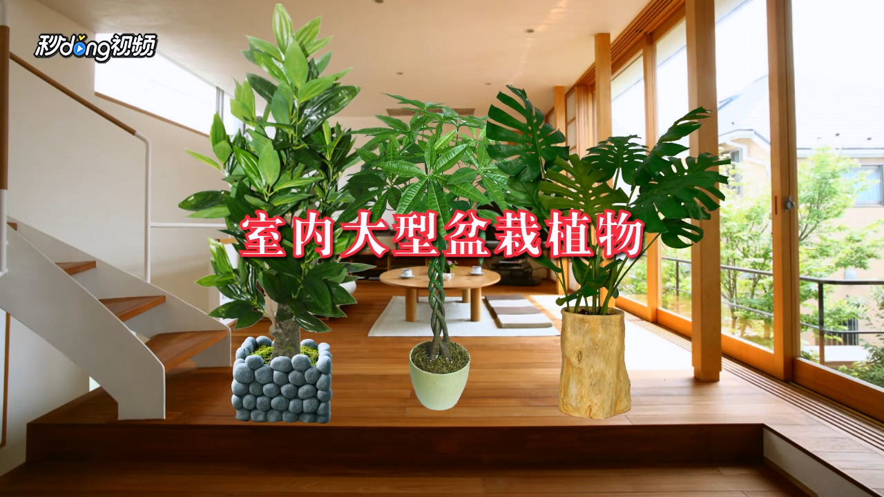 南方室内大盆栽植物(适合南方室内的盆栽品种)