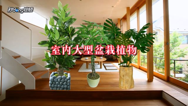 17种适合室内养殖的花增强睡眠净化空气杀菌 百度经验