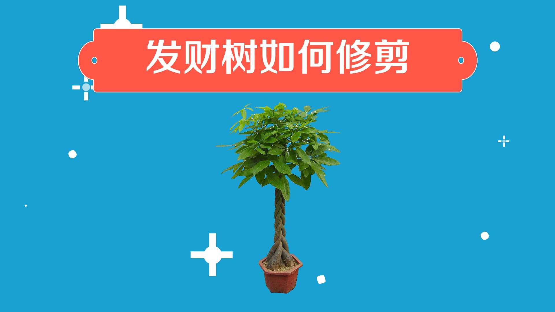 发财树的修剪方法和注意事项(发财树的修剪方法和注意事项有哪些)