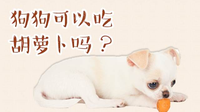 狗可以吃红萝卜吗可以吃 但是不要过量喂食哦 宠圈