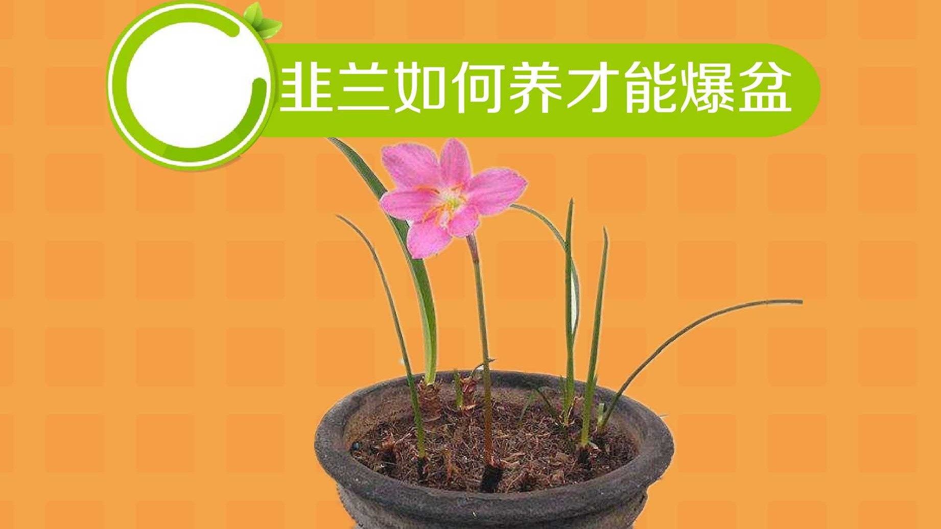 韭兰如何养才能爆盆