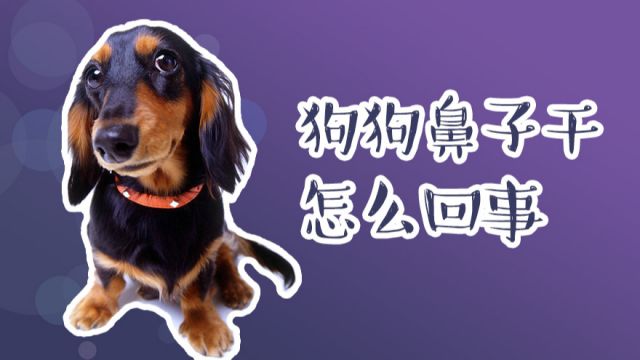 狗狗鼻子干怎么回事 鼻子判断狗狗的健康状况 百度经验 狗狗鼻子干怎么回事 鼻子判断狗狗的健康状况 百度经验