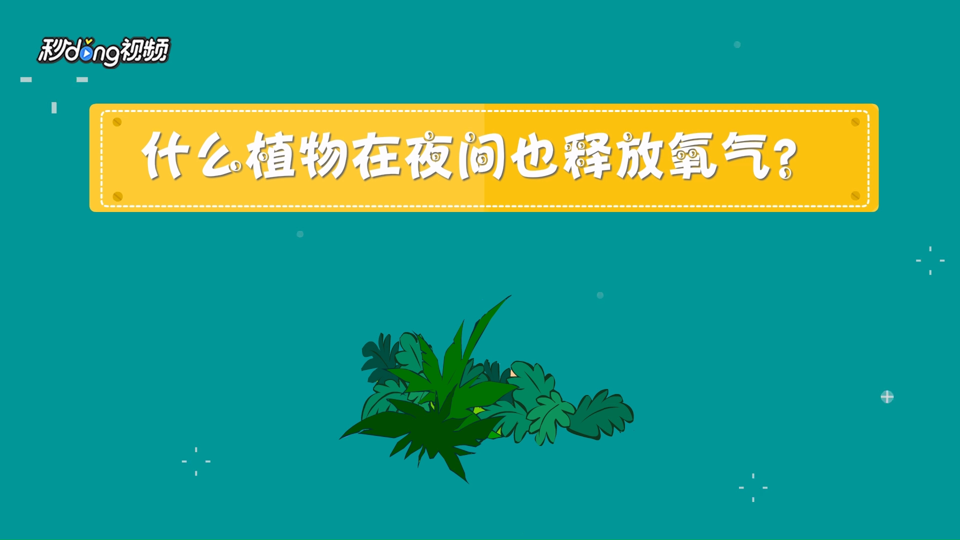 植物如何在夜间释放氧气?