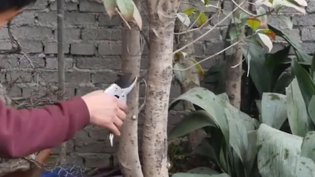 桂花树修剪方法图解 百度经验