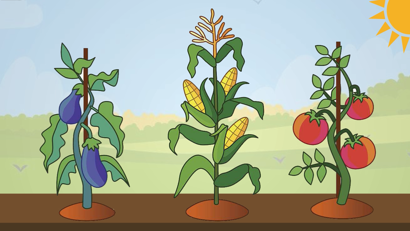 家庭种菜怎么用肥料