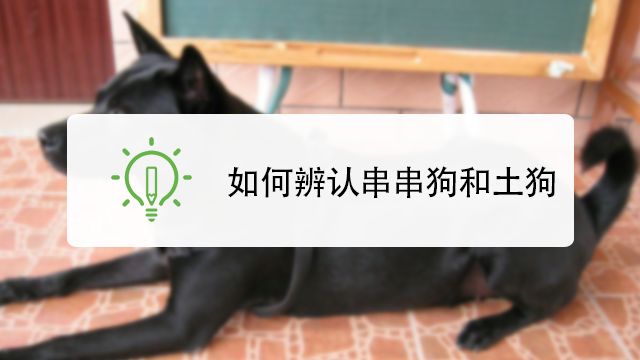 中国现在有哪些有名的犬种 百度经验 中国现在有哪些有名的犬种 百度经验