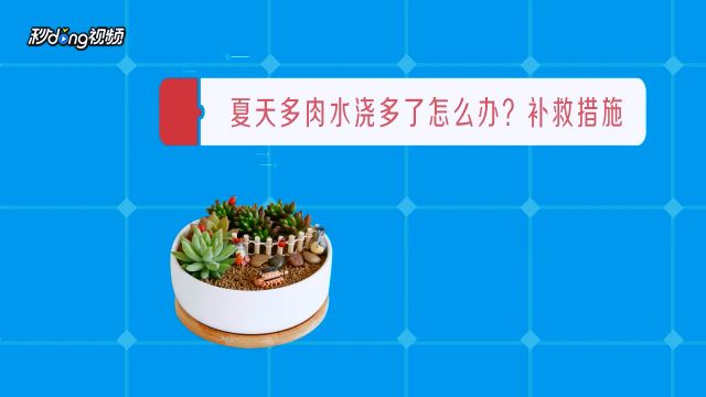 多肉植物掉叶子怎么办 百度经验