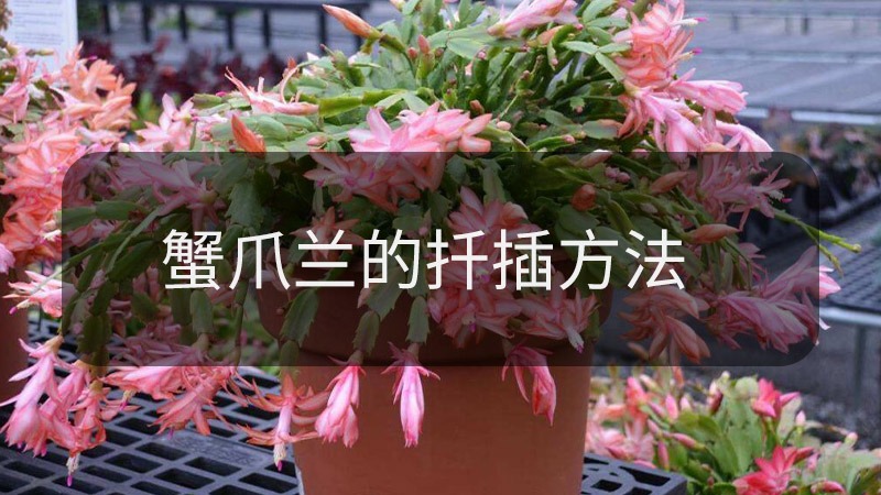 蟹爪兰如何扦插