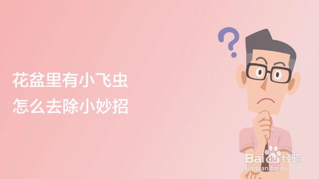 室内养花总有小飞虫怎么办 百度经验 室内养花总有小飞虫怎么办 百度经验